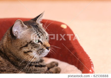 Cat's cat 62530888
