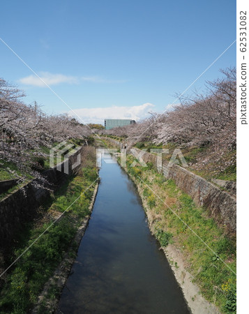Nagoya's famous cherry blossoms Cherry blossoms in full bloom on the Yamazaki River 62531082
