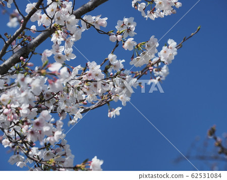 Nagoya's famous cherry blossoms Cherry blossoms in full bloom on the Yamazaki River 62531084