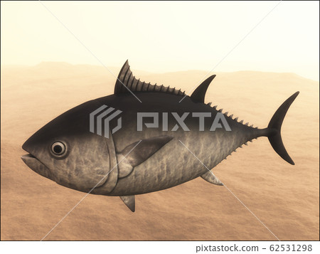 金槍魚 62531298