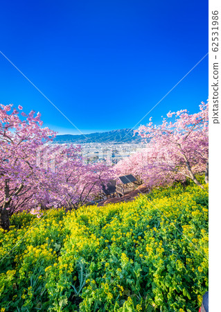 Matsudayama Kawazu Sakura in full bloom 62531986