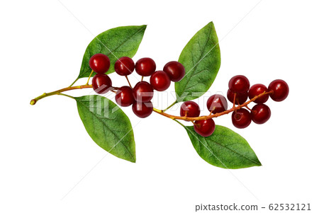 Red bird-cherries with leaves Red bird-cherries with leaves 62532121