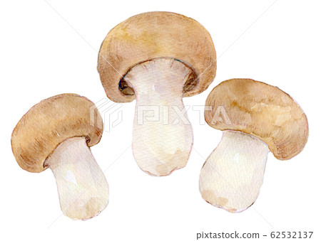 水彩插圖食品食品姬路 水彩插圖食品食品姬路 62532137