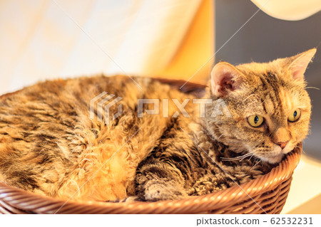 Basket cat Basket cat 62532231