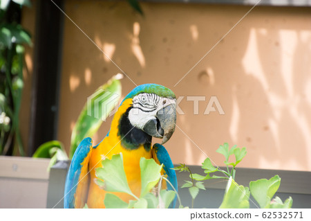 Ruri Macawo Ruri Macawo 62532571