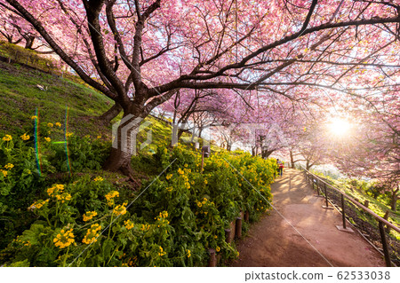 松田山川津櫻花盛開 松田山川津櫻花盛開 62533038