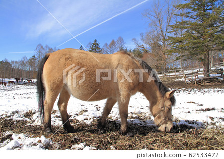 冬季的ida田高原(Kida Horse Village) 冬季的ida田高原(Kida Horse Village) 62533472
