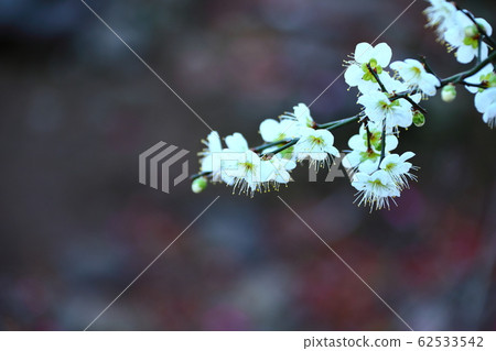 Namwon-eup Wee-ri, Plum, Plum Tree, Namwon-eup Wee-ri, Plum, Plum Tree, 62533542