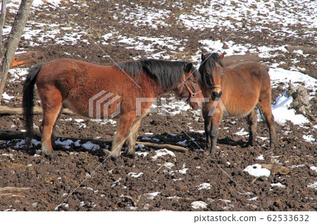 Kaida Kogen in winter, Kiso Horse Village Kaida Kogen in winter, Kiso Horse Village 62533632