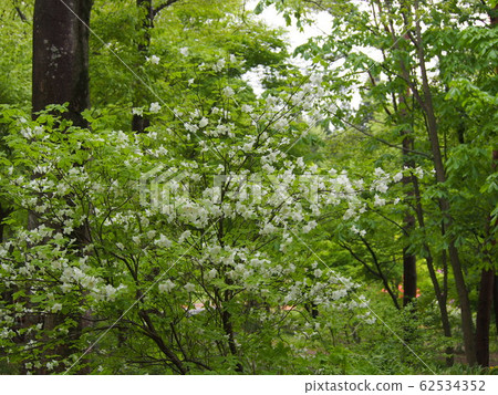 初夏森林新芽森林白子潮 初夏森林新芽森林白子潮 62534352