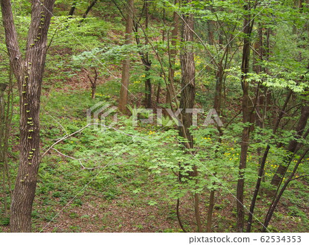 Early Summer Forest Sprout Forest Shiroyashio Early Summer Forest Sprout Forest Shiroyashio 62534353