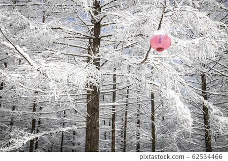 Winter trees in Hambaeksan with snow 62534466