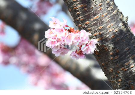 Hitachi Red Cold Cherry blossoms Hitachi Red Cold Cherry blossoms 62534768
