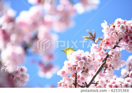 White-eye and cold cherry blossoms White-eye and cold cherry blossoms 62535368