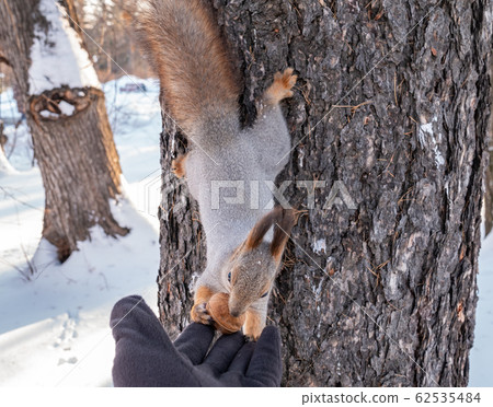 Squirrel eats nuts from a man's hand. Squirrel eats nuts from a man's hand. 62535484