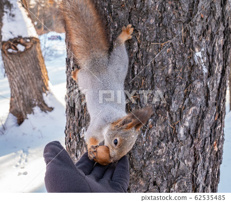 Squirrel eats big nut from a man's hand in winter 62535485