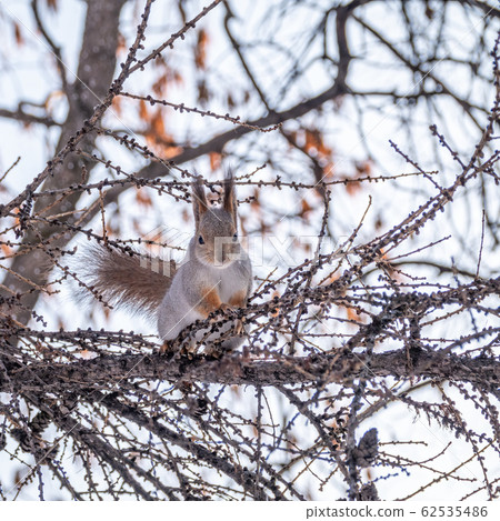 The squirrel sits on a branches in the winter or autumn 62535486