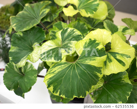 大吳風草 62535536