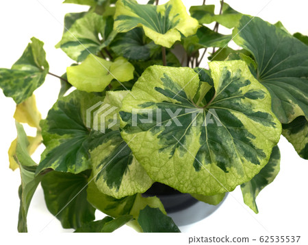 大吳風草 62535537