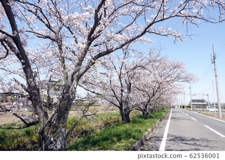 Cherry blossoms in Udogawa, Aisai City, Aichi Prefecture Cherry blossoms in Udogawa, Aisai City, Aichi Prefecture 62536001