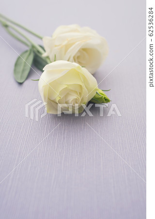 Turkish bellflower 62536284