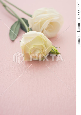 Turkish bellflower 62536287