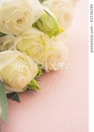 Turkish bellflower 62536289