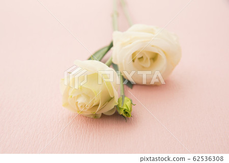 Turkish bellflower 62536308