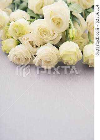 Turkish bellflower 62536314