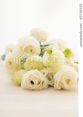 Turkish bellflower 62536320