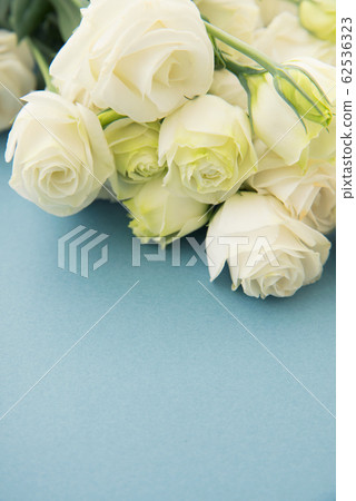 Turkish bellflower 62536323