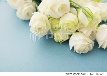 Turkish bellflower 62536328