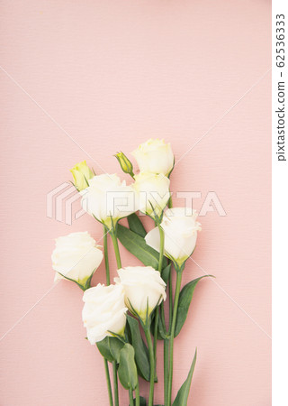 Turkish bellflower 62536333