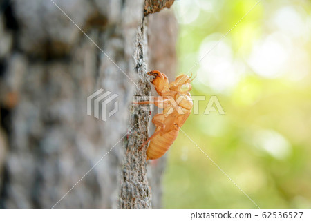 molting of cicada on tree, cicada molting molting of cicada on tree, cicada molting 62536527