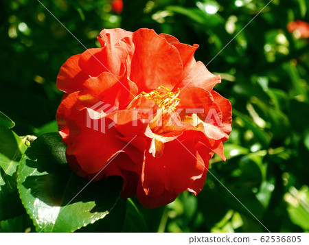 Beautiful camellia (natural texture) 62536805