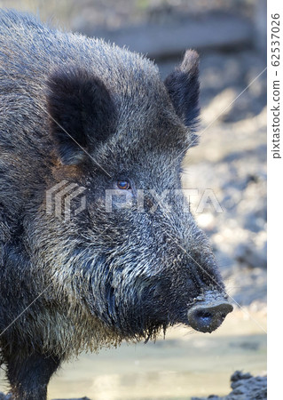 Wild boar a close-up portrait Wild boar a close-up portrait 62537026