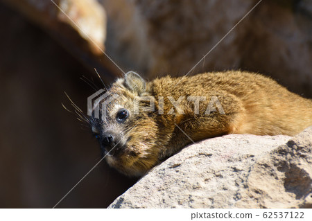 Rock Hyrax Relaxing On Sandstone (Procavia capensis) 62537122