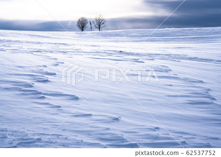 《Hokkaido》Winter Biei/Snowfield parent and child trees 《Hokkaido》Winter Biei/Snowfield parent and child trees 62537752