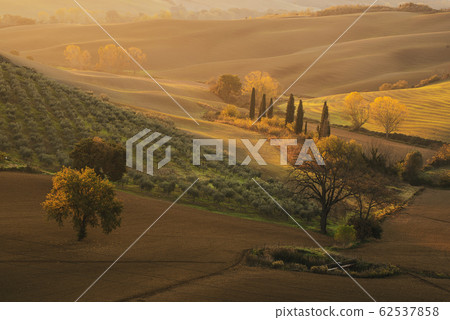 Tuscan fields and trees Tuscan fields and trees 62537858