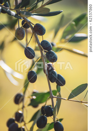 Olive tree with fruits Olive tree with fruits 62537860