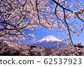 櫻花和富士山 62537923