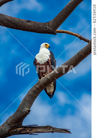 African fish eagle perched over tree looking to the right African fish eagle perched over tree looking to the right 62538419