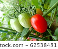 Mini tomato (home garden) 62538481