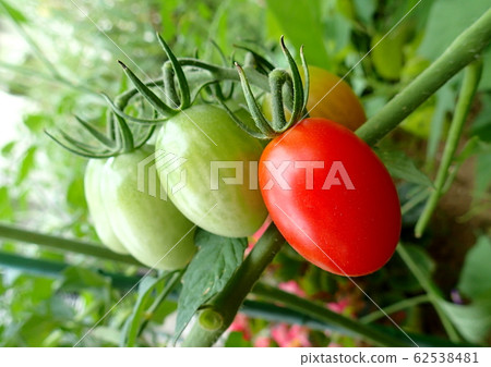 迷你番茄（家庭花園） 62538481