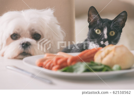 Cute dog and cat asking for food 62538562