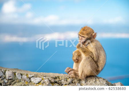 Young monkey Macaca sylvanus sitting on a rock off the coast. Copy space 62538680