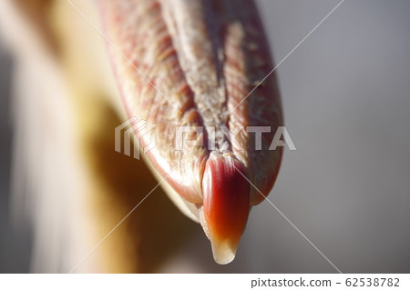 2 at the end of the beak 2 at the end of the beak 62538782