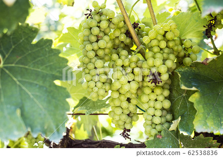 Green grapes harvest in vineyard in Tirana countryside Green grapes harvest in vineyard in Tirana countryside 62538836