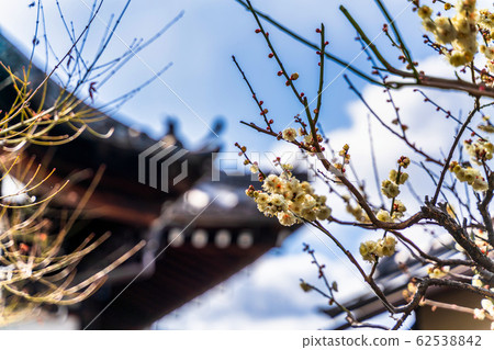Plum blossoms at Daikokuyama Kongo-ji Temple (Yasaka Koshindo) Plum blossoms at Daikokuyama Kongo-ji Temple (Yasaka Koshindo) 62538842