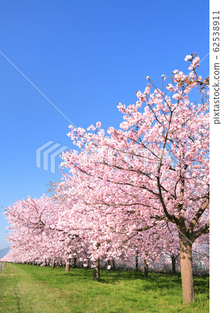 千曲川河堤，一排雙櫻花樹 62538911